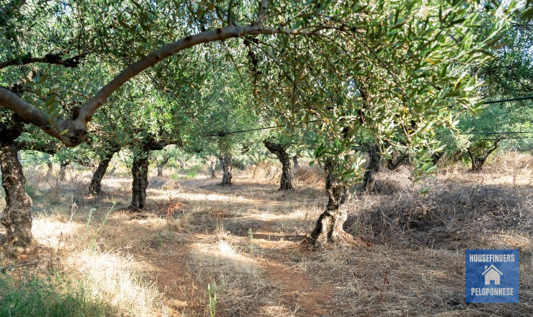 for sale olive grove agios nikolaos mani messinia peloponnesos